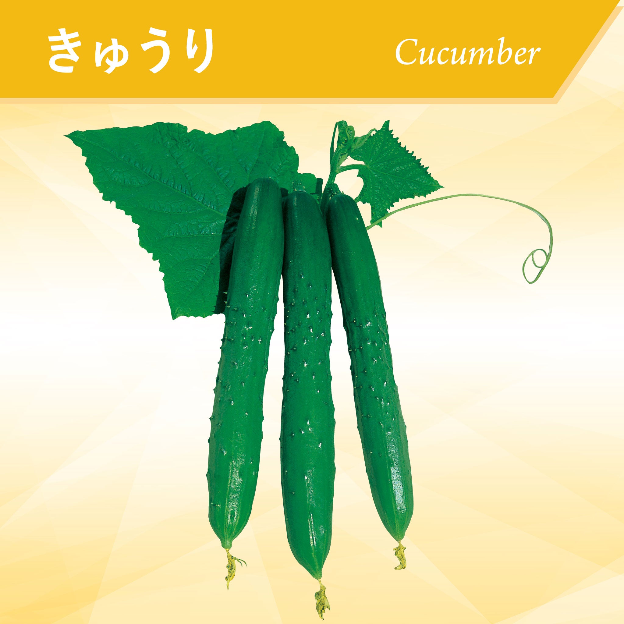 きゅうり – 神田育種農場オンラインショッピング
