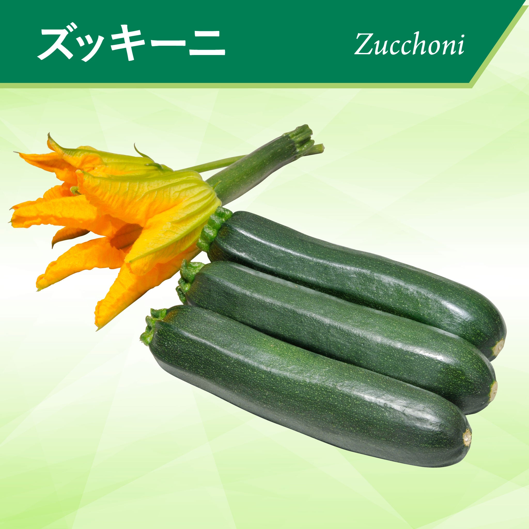 ズッキーニ – 神田育種農場オンラインショッピング
